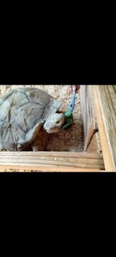 いきもの探検隊上尾に投稿された画像（2025/8/12）