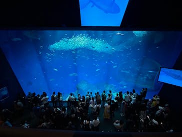 アクアワールド茨城県大洗水族館に投稿された画像（2025/8/15）