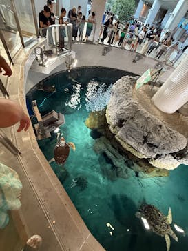 名古屋港水族館に投稿された画像（2025/8/15）