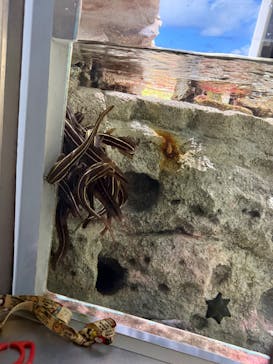 名古屋港水族館に投稿された画像（2025/8/15）