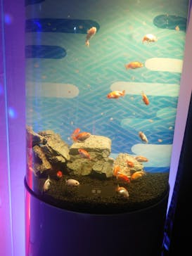 錦鯉・金魚アクアリウム in ときメッセに投稿された画像（2025/8/15）