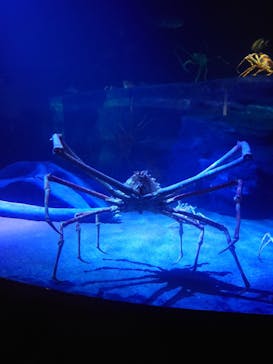 竹島水族館に投稿された画像（2025/8/15）