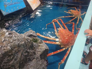 竹島水族館に投稿された画像（2025/8/15）