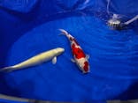 錦鯉・金魚アクアリウム in ときメッセに投稿された画像（2025/8/15）