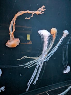 AOAO SAPPOROに投稿された画像（2025/8/15）