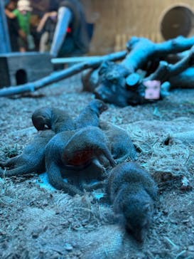 恩賜上野動物園に投稿された画像（2025/8/15）