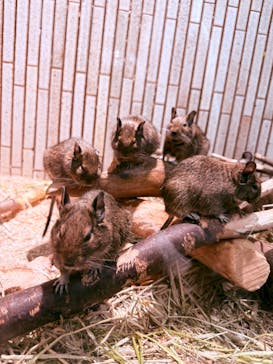 恩賜上野動物園に投稿された画像（2025/8/15）