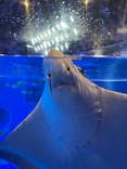 のとじま水族館に投稿された画像（2025/8/15）