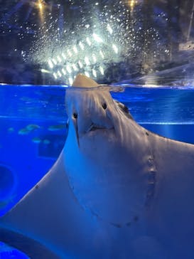 のとじま水族館に投稿された画像（2025/8/15）
