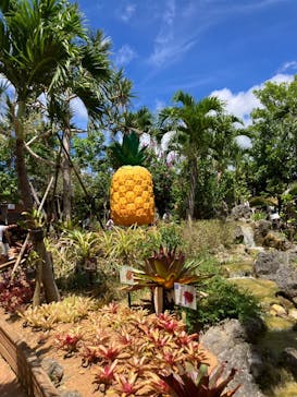 ナゴパイナップルパークに投稿された画像（2025/8/15）