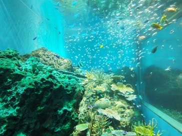 アクアワールド茨城県大洗水族館に投稿された画像（2025/8/15）