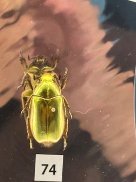 特別展 『昆虫 MANIAC』に投稿された画像（2025/8/15）