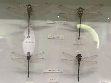 特別展 『昆虫 MANIAC』に投稿された画像（2025/8/15）