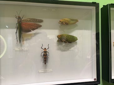 特別展 『昆虫 MANIAC』に投稿された画像（2025/8/15）