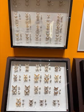 特別展 『昆虫 MANIAC』に投稿された画像（2025/8/15）