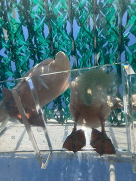 サンシャイン水族館に投稿された画像（2025/8/15）