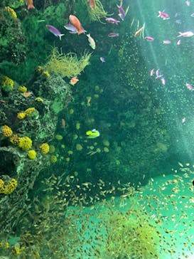 環境水族館アクアマリンふくしまに投稿された画像（2025/8/15）