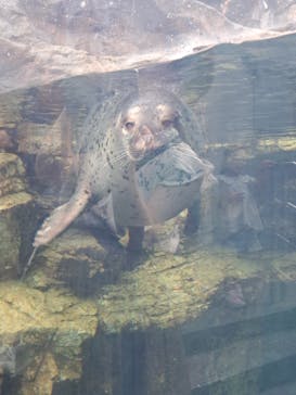 環境水族館アクアマリンふくしまに投稿された画像（2025/8/15）