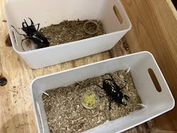 虫たちのナイトワンダーランドに投稿された画像（2025/8/15）