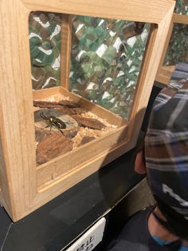 体感するファーブル昆虫展in横浜赤レンガ倉庫に投稿された画像（2025/8/15）