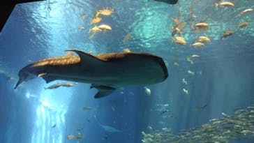 沖縄美ら海水族館に投稿された画像（2025/8/15）