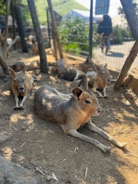 伊豆シャボテン動物公園に投稿された画像（2025/8/15）