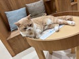 Cat Café MOFF コクーンシティさいたま新都心店に投稿された画像（2025/8/15）