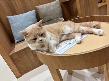 Cat Café MOFF コクーンシティさいたま新都心店に投稿された画像（2025/8/15）