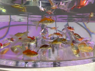 NARA KINGYO MUSEUMに投稿された画像（2025/8/15）