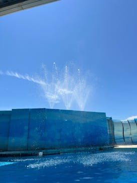 新江ノ島水族館に投稿された画像（2025/8/15）