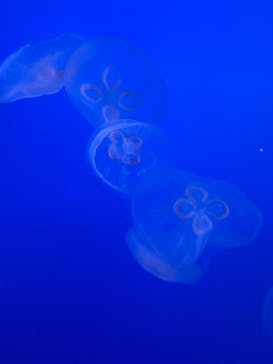 新江ノ島水族館に投稿された画像（2025/8/15）