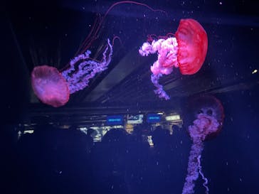 京都水族館に投稿された画像（2025/8/15）
