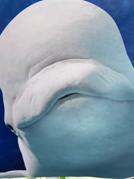 島根県立 しまね海洋館に投稿された画像（2025/8/15）