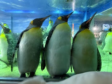 島根県立 しまね海洋館に投稿された画像（2025/8/15）