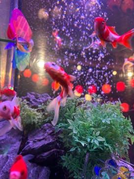 錦鯉・金魚アクアリウム in ときメッセに投稿された画像（2025/8/15）