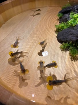 錦鯉・金魚アクアリウム in ときメッセに投稿された画像（2025/8/15）