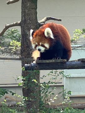 千葉市動物公園に投稿された画像（2025/8/15）