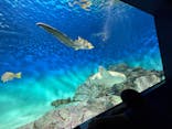 アクアワールド茨城県大洗水族館に投稿された画像（2025/8/15）