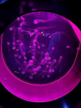 アクアワールド茨城県大洗水族館に投稿された画像（2025/8/15）