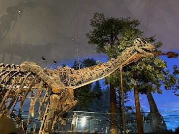 福井県立恐竜博物館に投稿された画像（2025/8/15）