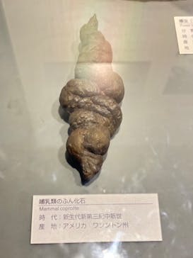 福井県立恐竜博物館に投稿された画像（2025/8/15）