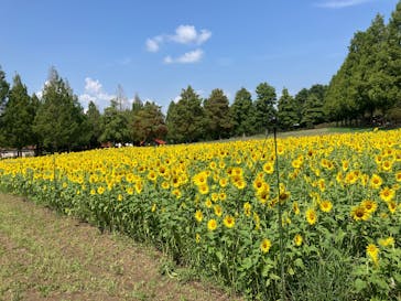 滋賀農業公園ブルーメの丘に投稿された画像（2025/8/15）