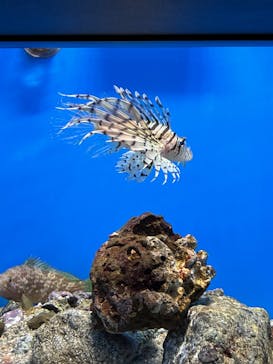 マリンワールド海の中道に投稿された画像（2025/8/15）