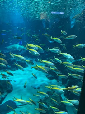 マリンワールド海の中道に投稿された画像（2025/8/15）