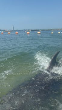 日間賀島ドルフィンビーチに投稿された画像（2025/8/15）