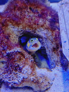 マクセル アクアパーク品川に投稿された画像（2025/8/15）