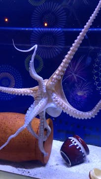 マクセル アクアパーク品川に投稿された画像（2025/8/15）