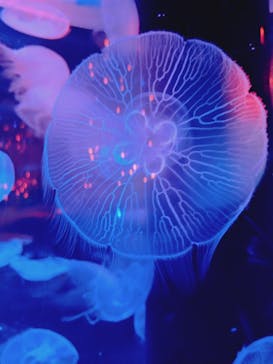 マクセル アクアパーク品川に投稿された画像（2025/8/15）