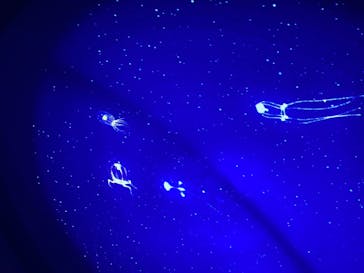 新江ノ島水族館に投稿された画像（2025/8/15）