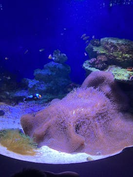 新江ノ島水族館に投稿された画像（2025/8/15）